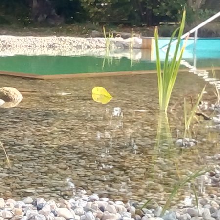Schwimmteich_Ansicht