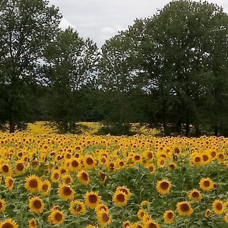 Sonnenblumen